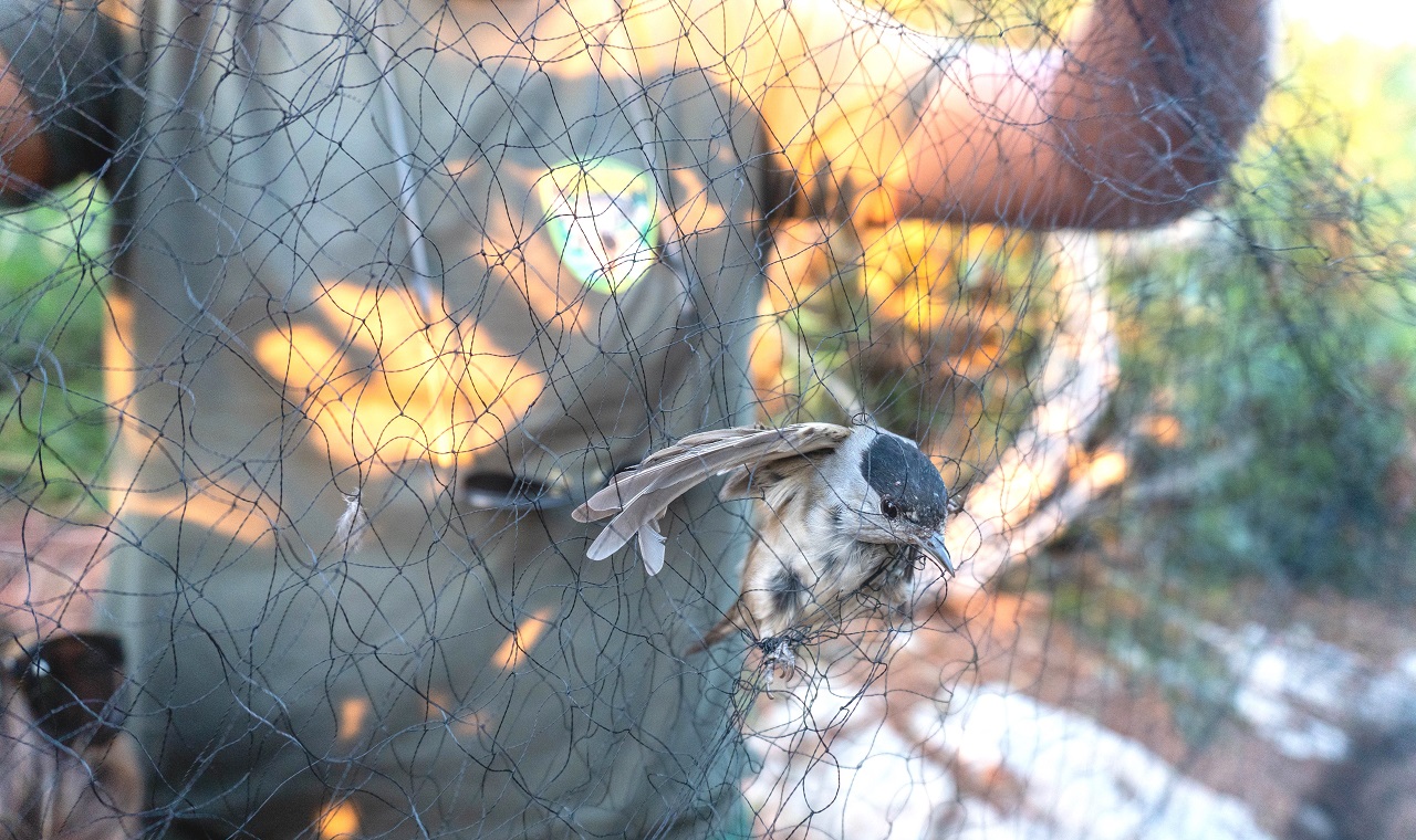 Republic of Cyprus: Report # 4 from the Autumn Bird Protection - Bild 3